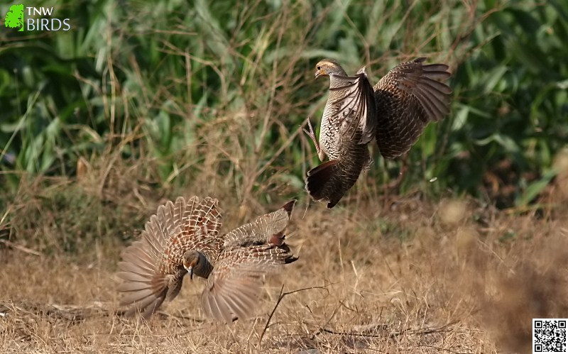 Grey Francolin